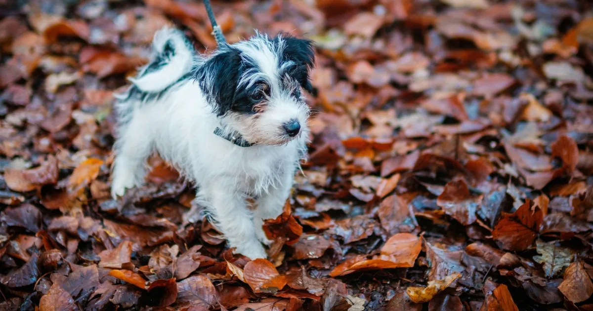 Zwart-witte puppy aan de lijn tijdens een korte wandeling door de herfstbladeren.