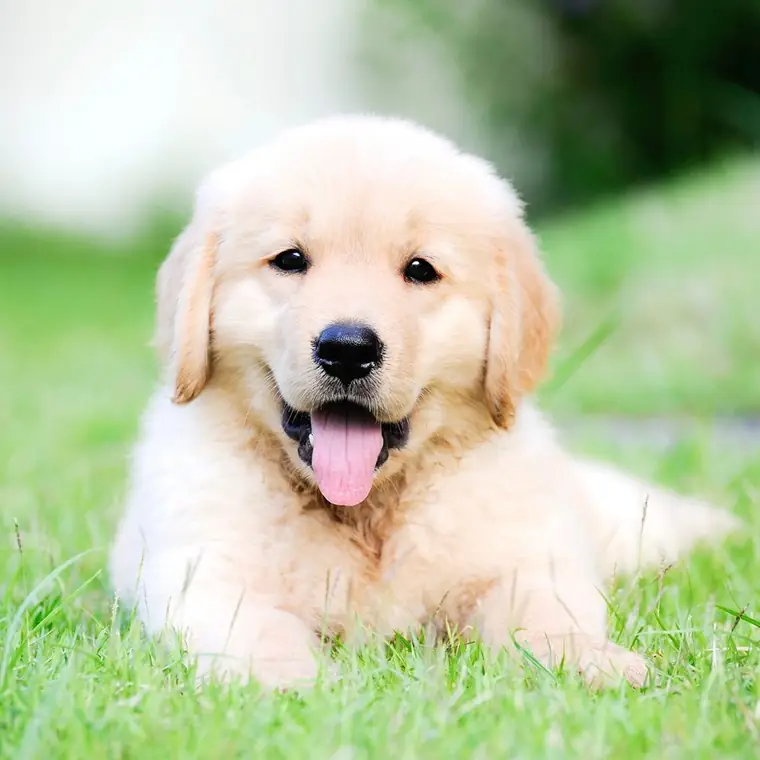 Golden retrieverpup in het gras