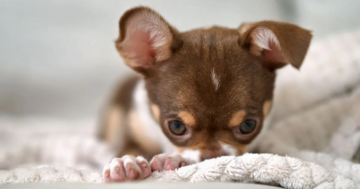 Bruine chihuahua-pup ligt met de kop op de voorpoten op een zachte lichte deken