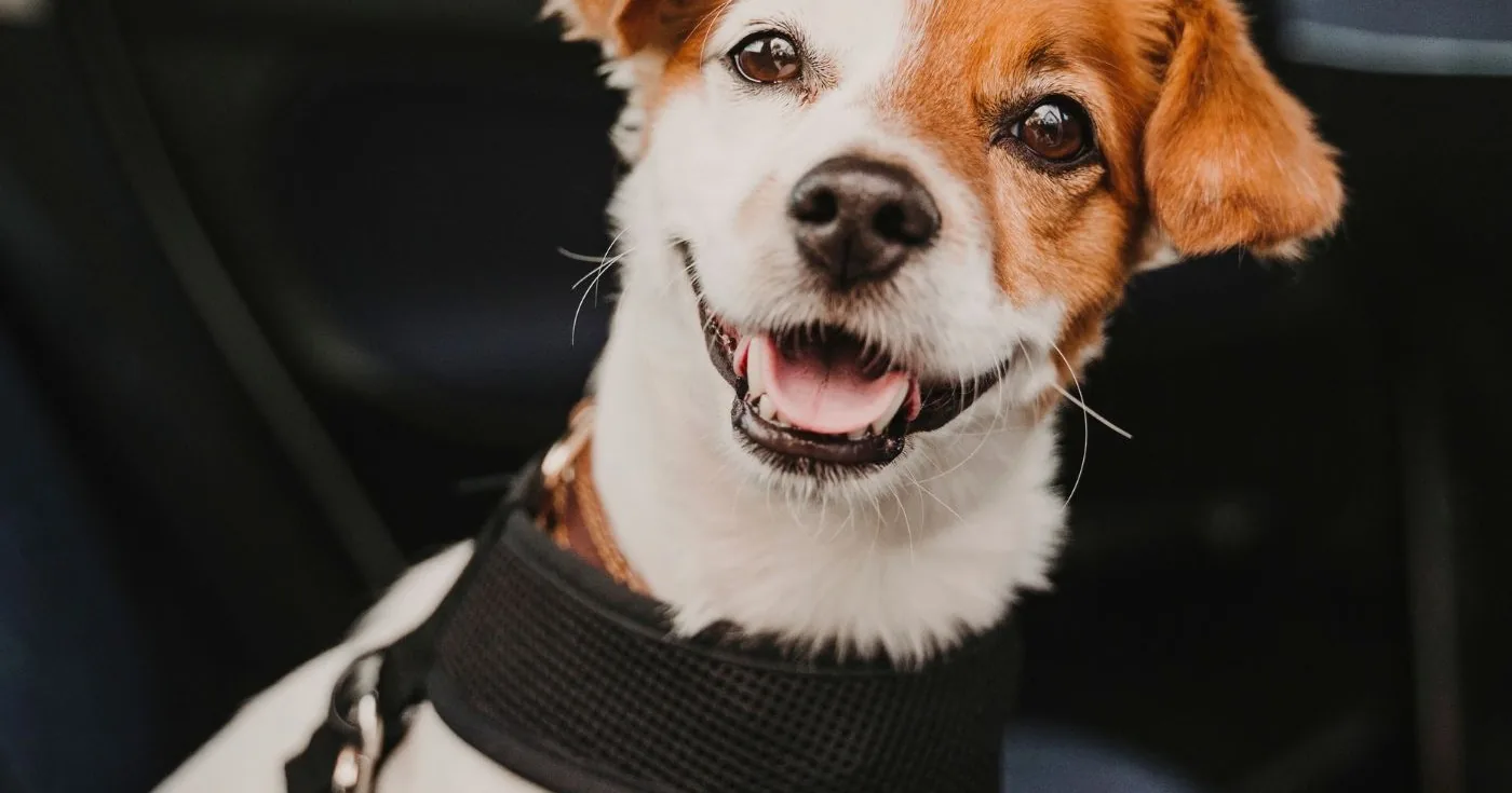 Jack russell zit op de achterbank van een auto in een zwart tuig dat met een riem is vastgeklikt