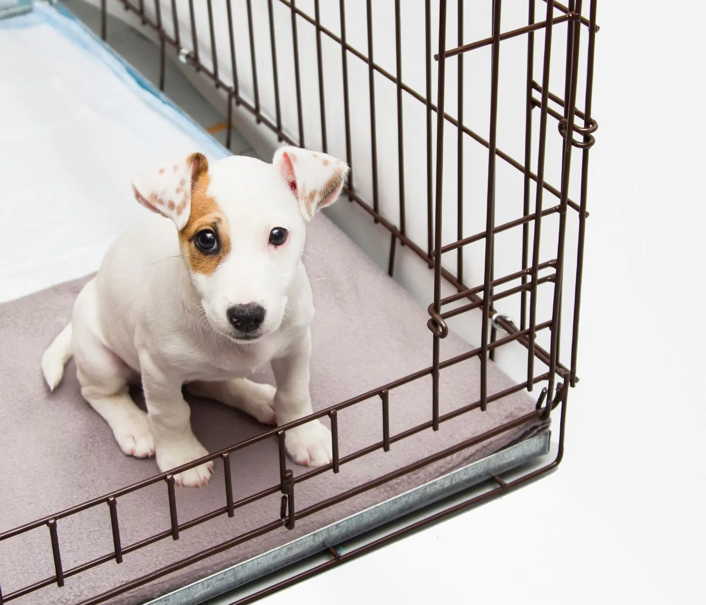 Witte pup met een bruine vlek om het oog zit op een dekentje in een open draadbench, met het deurtje opengeklapt