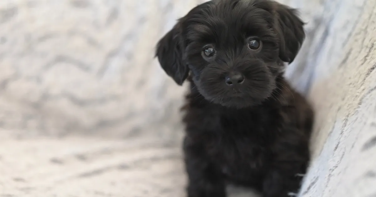 Een jonge zwarte pup zit op een lichte bank en kijkt in de camera.