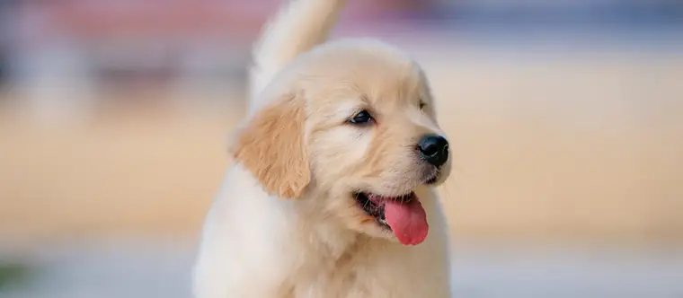Moederhond met haar nestje
