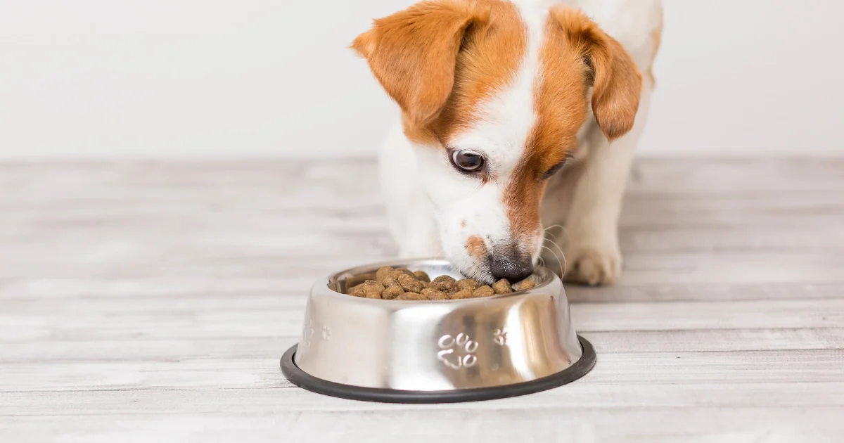 Jonge jackrussell eet brokken uit een rvs voerbak op een lichte houten vloer