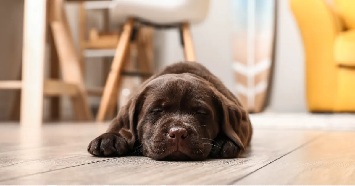 Een jonge labrador ligt te slapen op de vloer van een woonkamer.