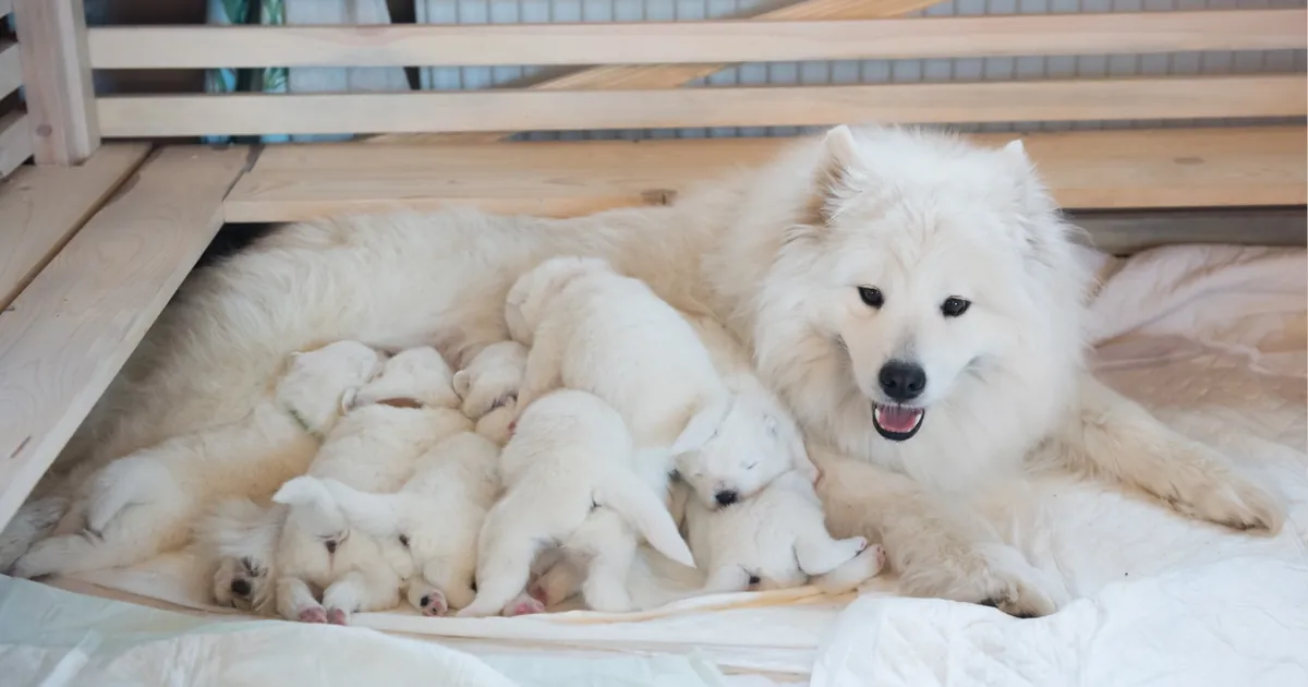 Witte moederhond ligt met haar nest jonge pups op een deken in een houten werpkist