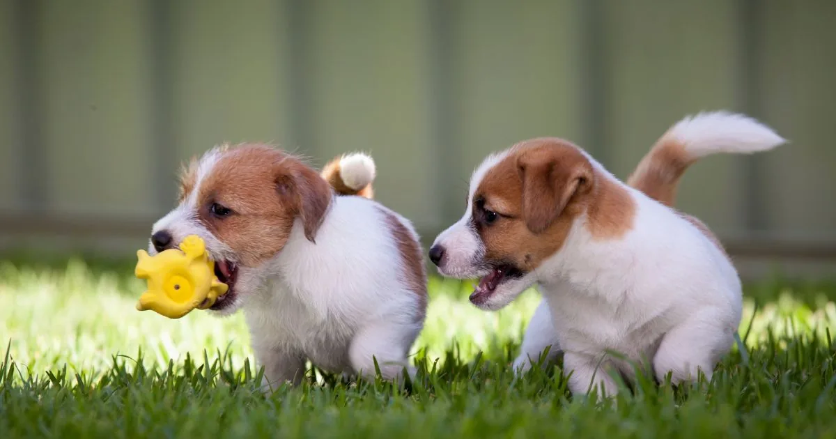 Twee jack russell pups spelen samen in het gras met een geel speeltje