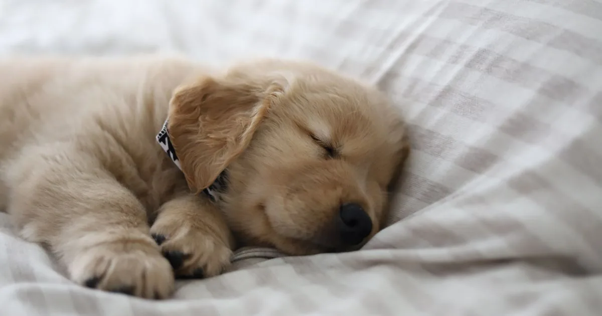 Golden retriever pup slaapt opgerold op een licht dekbed