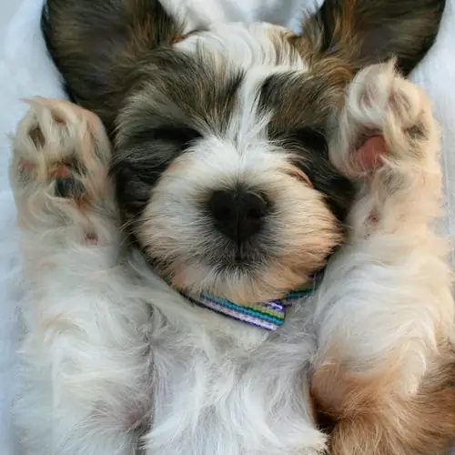 Pup