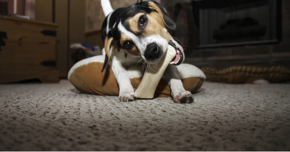 Jonge hond ligt binnen op een kleed te kauwen op een kauwstuk