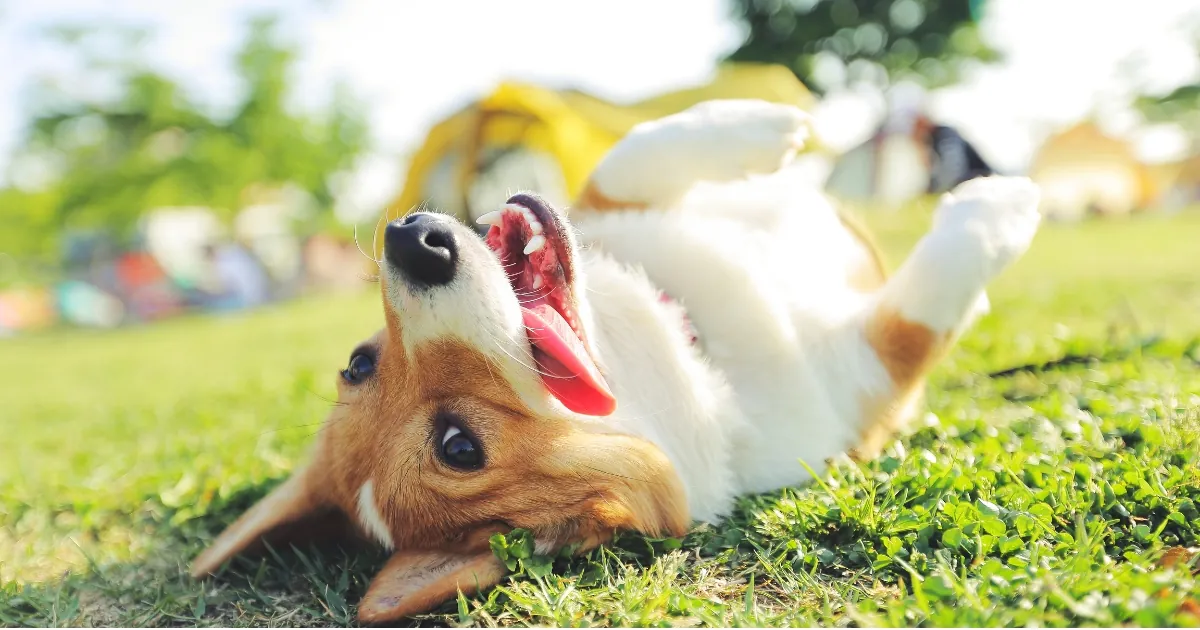 Jonge hond rolt op de rug in het gras in een park