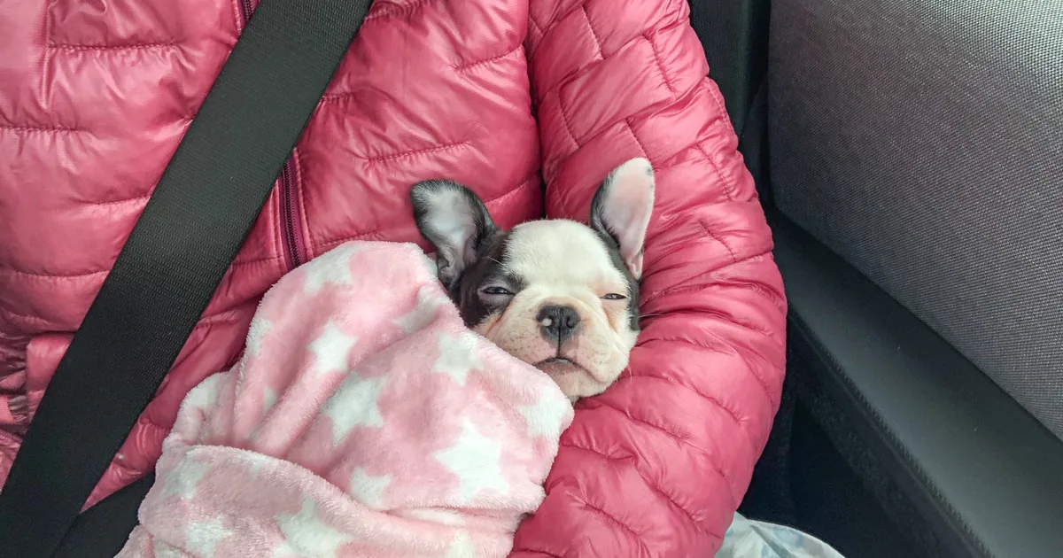 Een puppy ligt rustig te slapen tijdens een autorit.