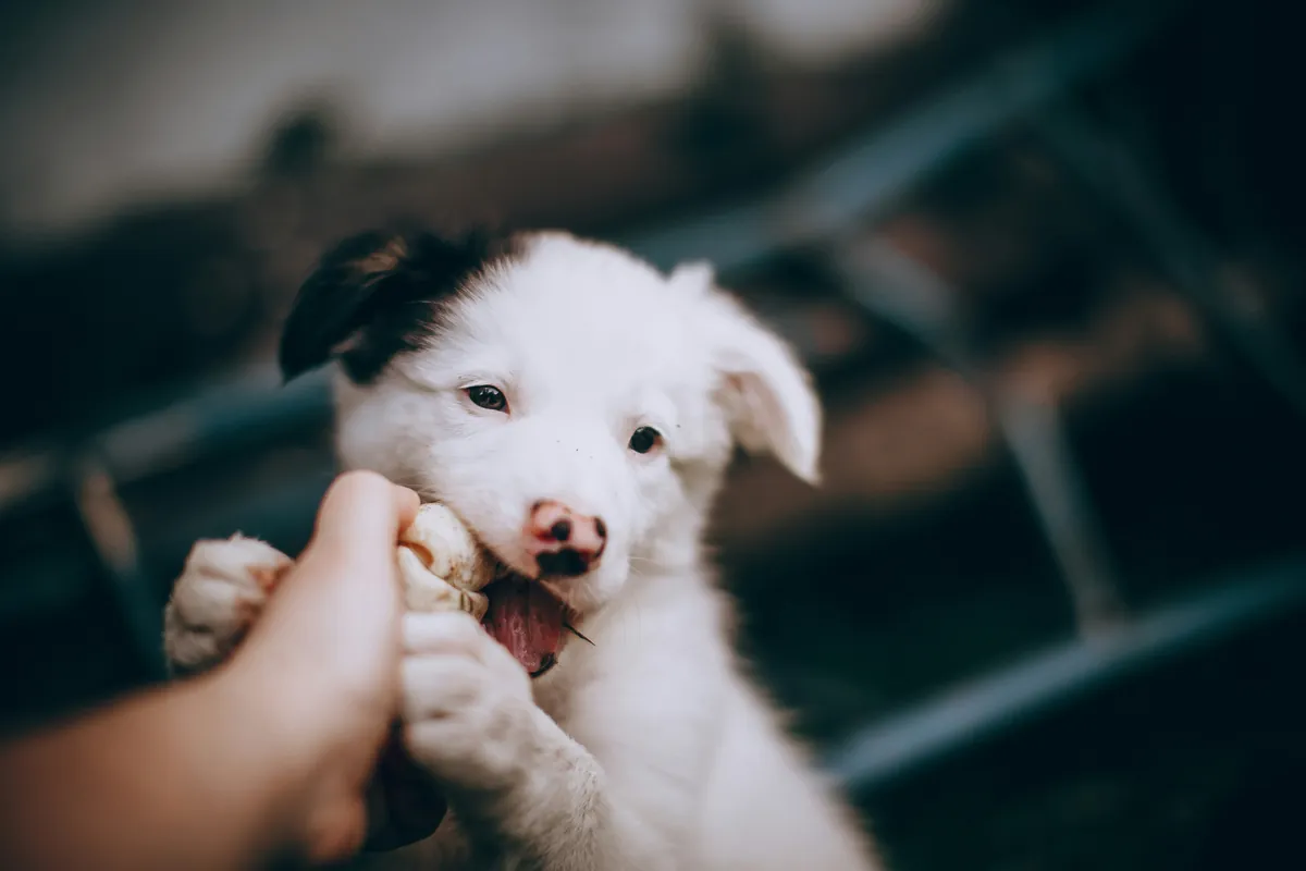 Witte pup met zwarte oorvlek kauwt op een kauwbot dat iemand vasthoudt, met beide voorpootjes eromheen
