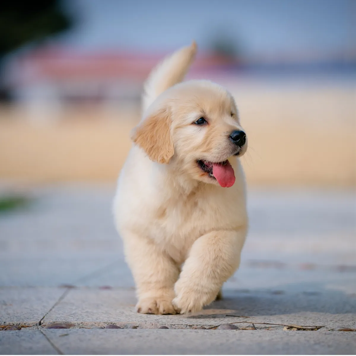 Golden retriever pup loopt kwispelend buiten over de stoeptegels met de tong uit de bek