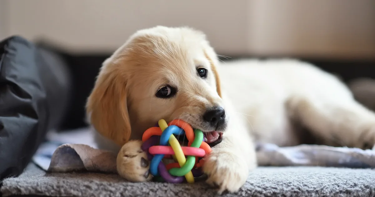 Een puppy ligt op de vloer te kauwen op een speeltje.