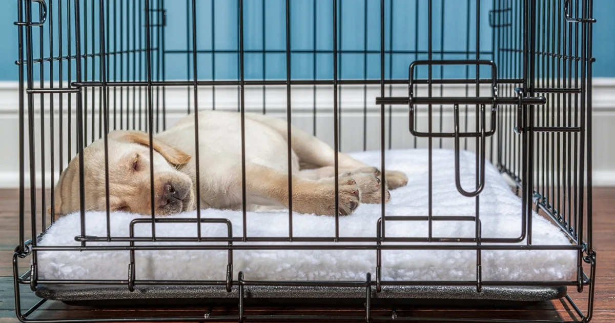 Een pup slaapt op een zachte mat in een open bench