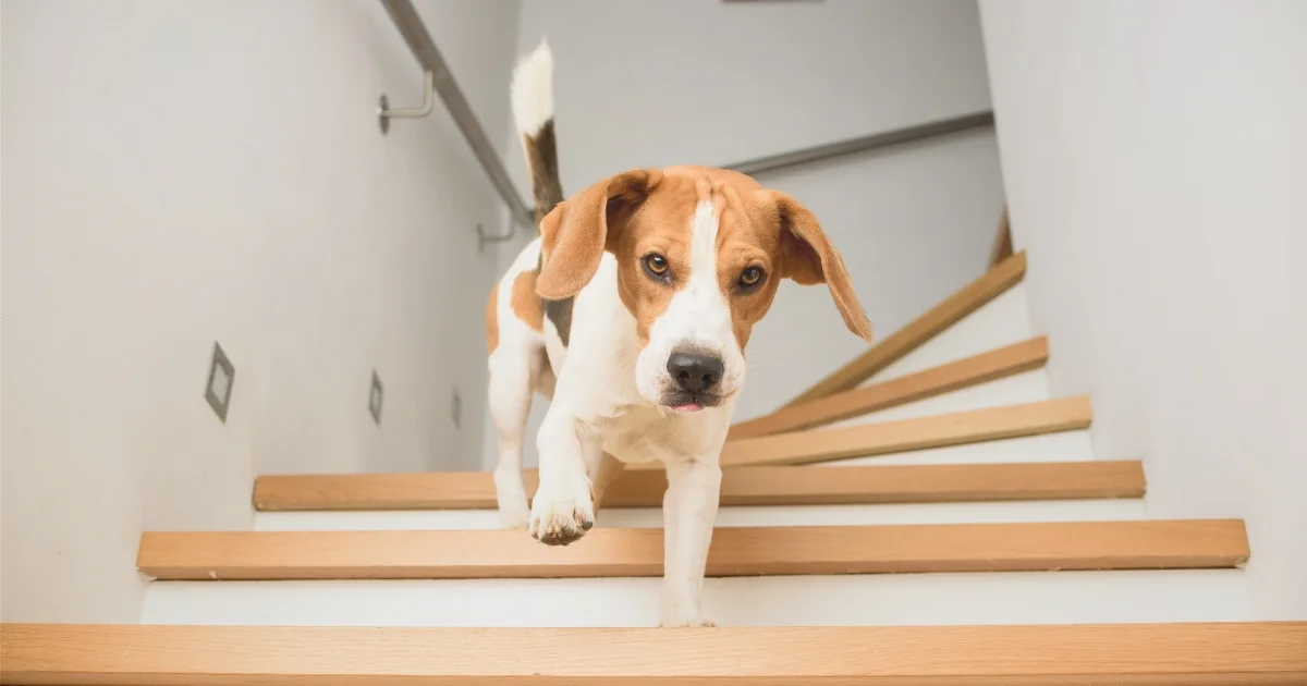 Pup loopt voorzichtig de trap af in een lichte hal