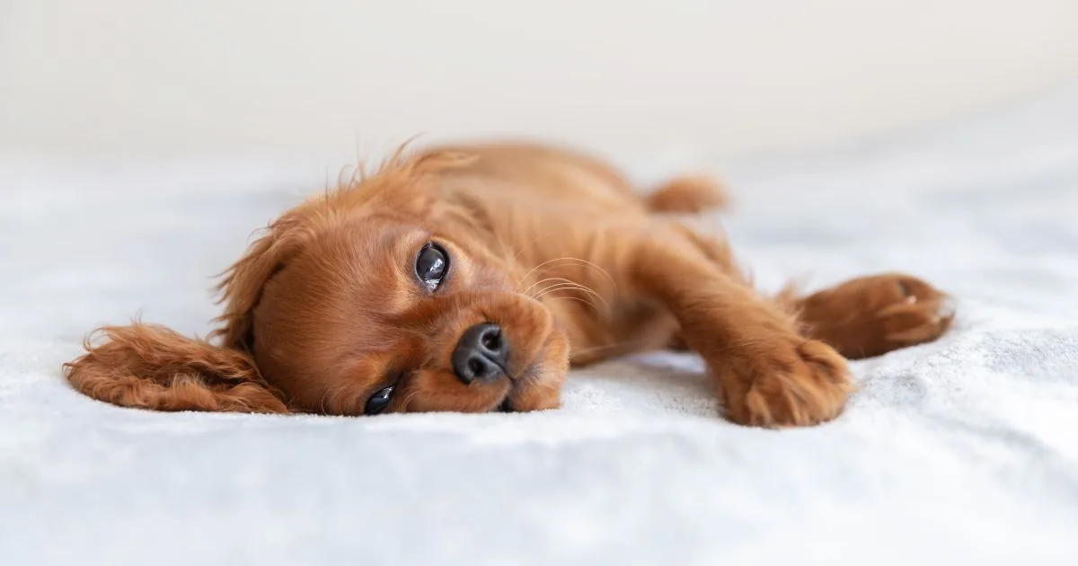 Roodbruine cavalier pup ligt languit op een witte deken en kijkt rustig in de camera