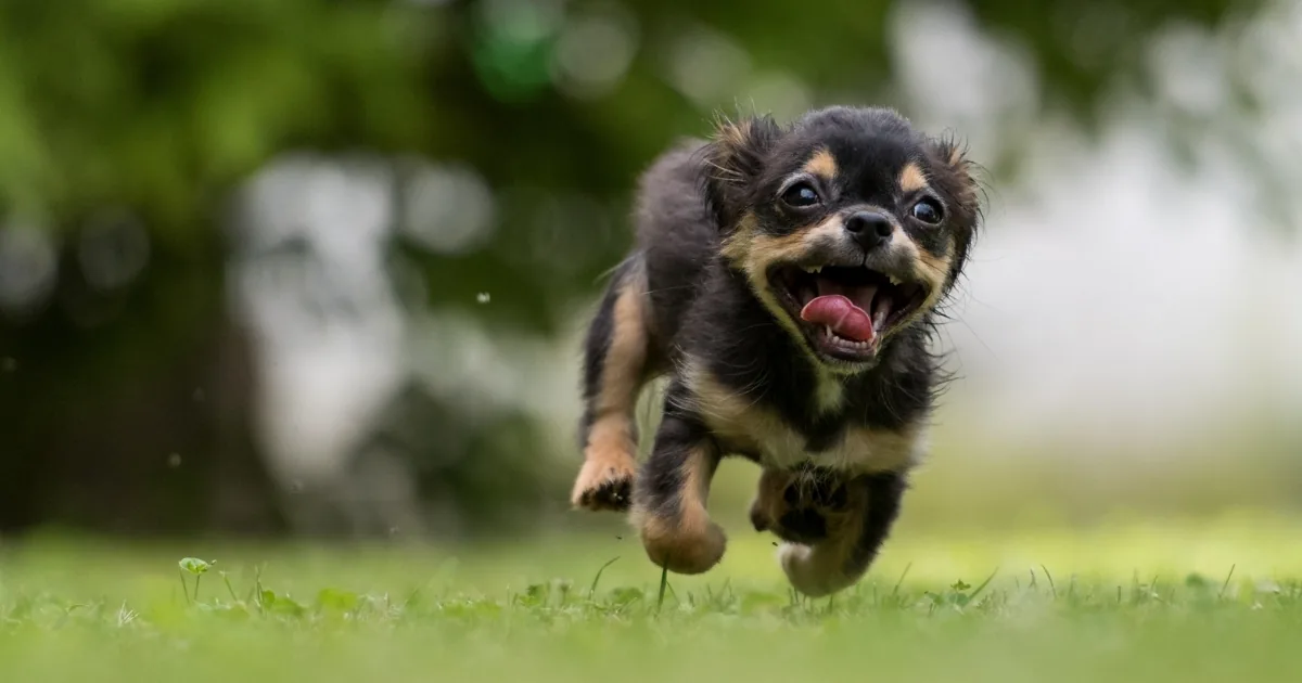 Kleine pup rent in volle vaart op de camera af, met de oren naar achteren en de bek open