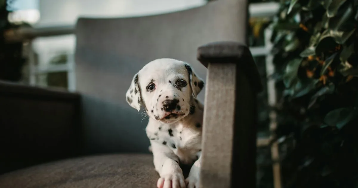 Dalmatier pup van een paar weken oud ligt op een stoel en kijkt voorzichtig opzij