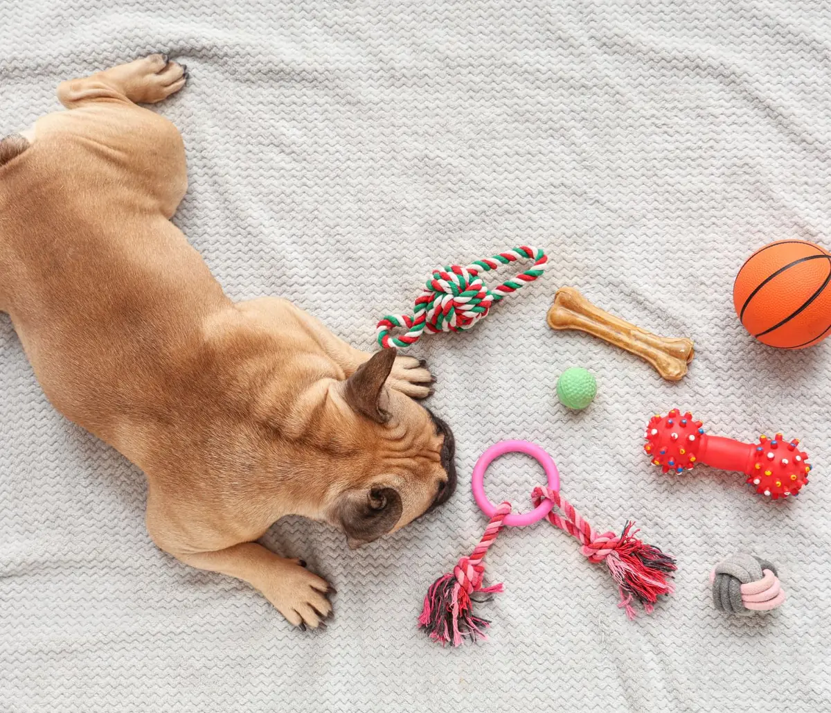 Pup naast een verzameling puppyspullen op een deken