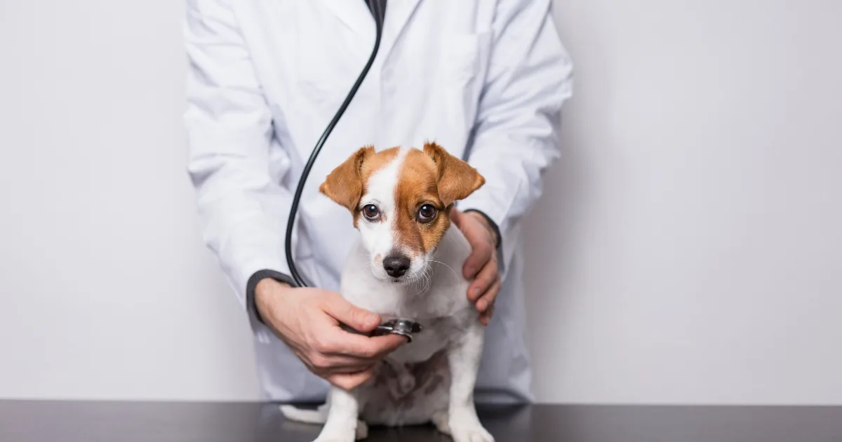 Een jonge pup zit op de behandeltafel bij de dierenarts, die met een stethoscoop luistert.