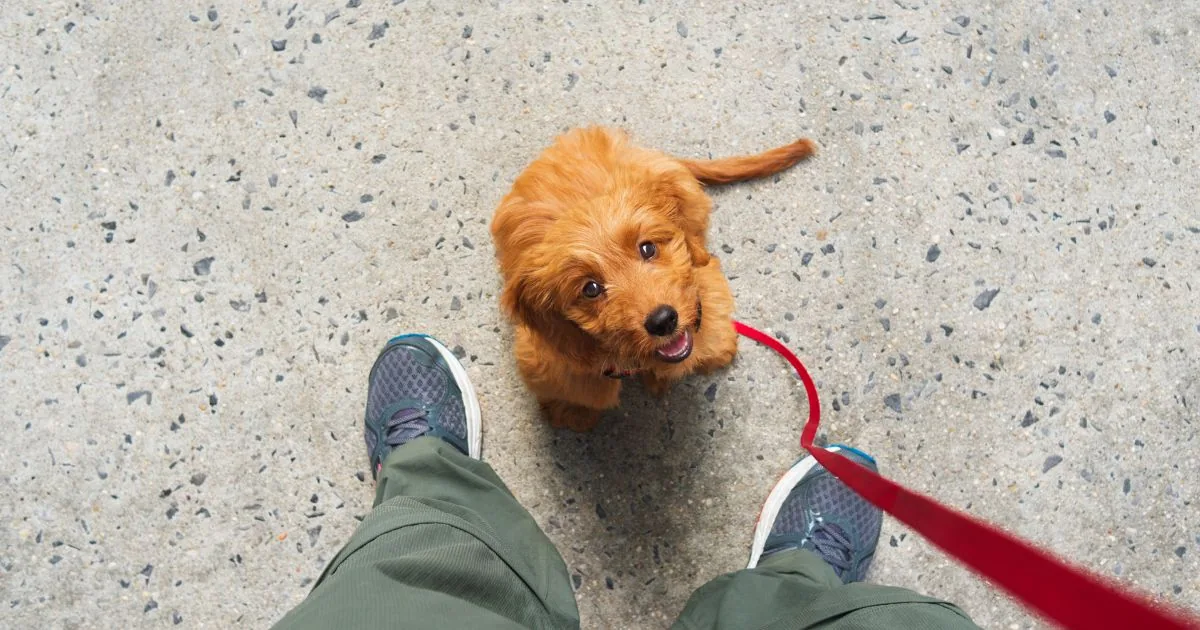 Van bovenaf gezien: kleine goudbruine pup aan een rode lijn kijkt omhoog naar de baas op de stoep
